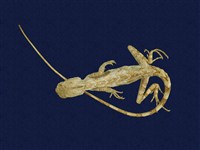 藏品(斯文豪氏攀蜥)的圖片